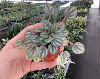 Peperomia Piccolo Banda 2” pot (ALL PLANTS require you to purchase 2 plants!)