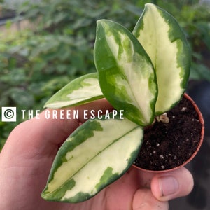 Hoya Krimson princess 2” pot (ALL PLANTS require you to purchase 2 plants!)