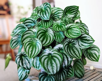 Peperomia Watermelon Starter Plant (ALL STARTER PLANTS require you to purchase 2 plants!)