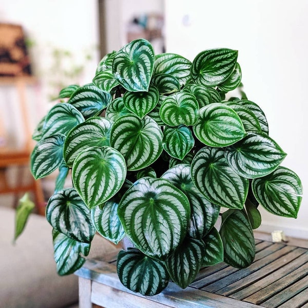 Peperomia Watermelon Starter Plant (ALL STARTER PLANTS require you to purchase 2 plants!)