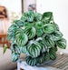 Peperomia Watermelon Starter Plant (ALL STARTER PLANTS require you to purchase 2 plants!) 