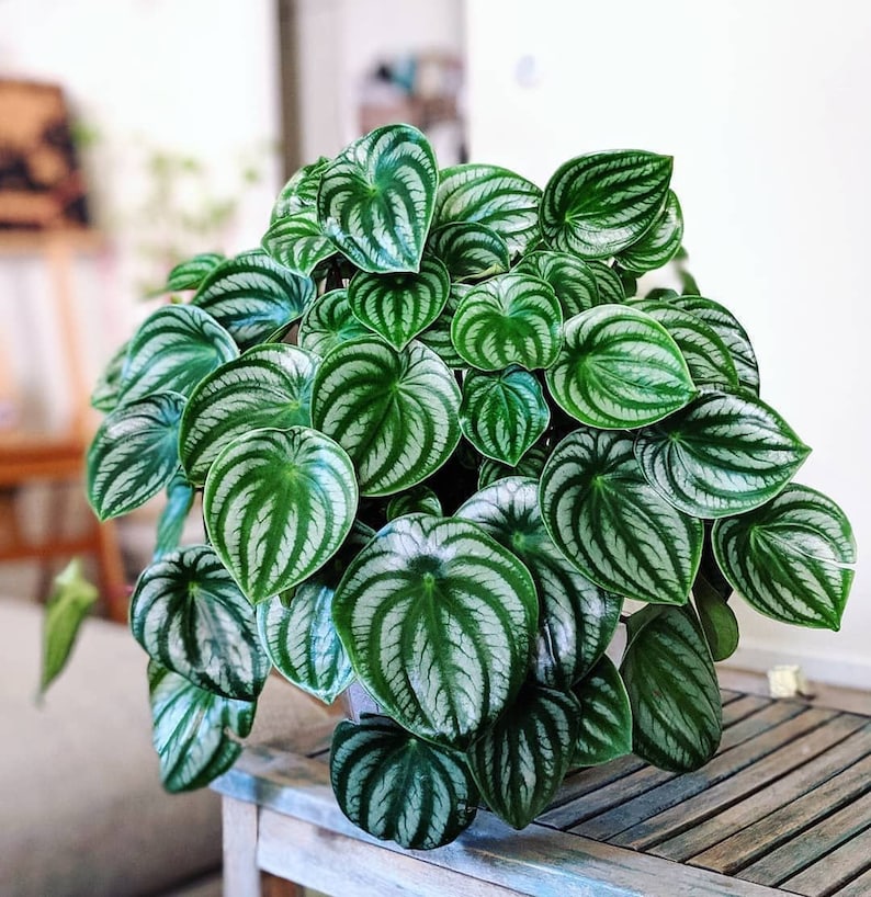 Peperomia Watermelon Starter Plant ALL STARTER PLANTS require you to purchase 2 plants image 1