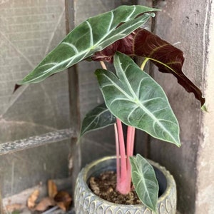 Alocasia baginda Pink dragon Starter Plant (ALL STARTER PLANTS require you to purchase 2 plants!)