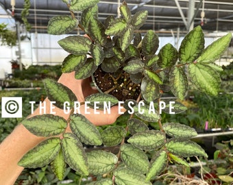 pellionia repens watermelon 4” pot (ALL PLANTS require you to purchase 2 plants!)