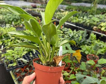 buy indoor plants Pre-Pack #4