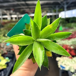 May include: A vibrant green succulent plant with sharp, pointed leaves. The plant has a star-like shape, with leaves radiating outwards from a central point. The tips of the leaves have a reddish-brown hue. A green tag is attached to the plant.