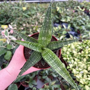 May include: A potted Sansevieria plant, also known as a snake plant, with long, pointed green leaves with white and light green stripes. The plant is in a small, round, brown pot. The background is filled with other plants.