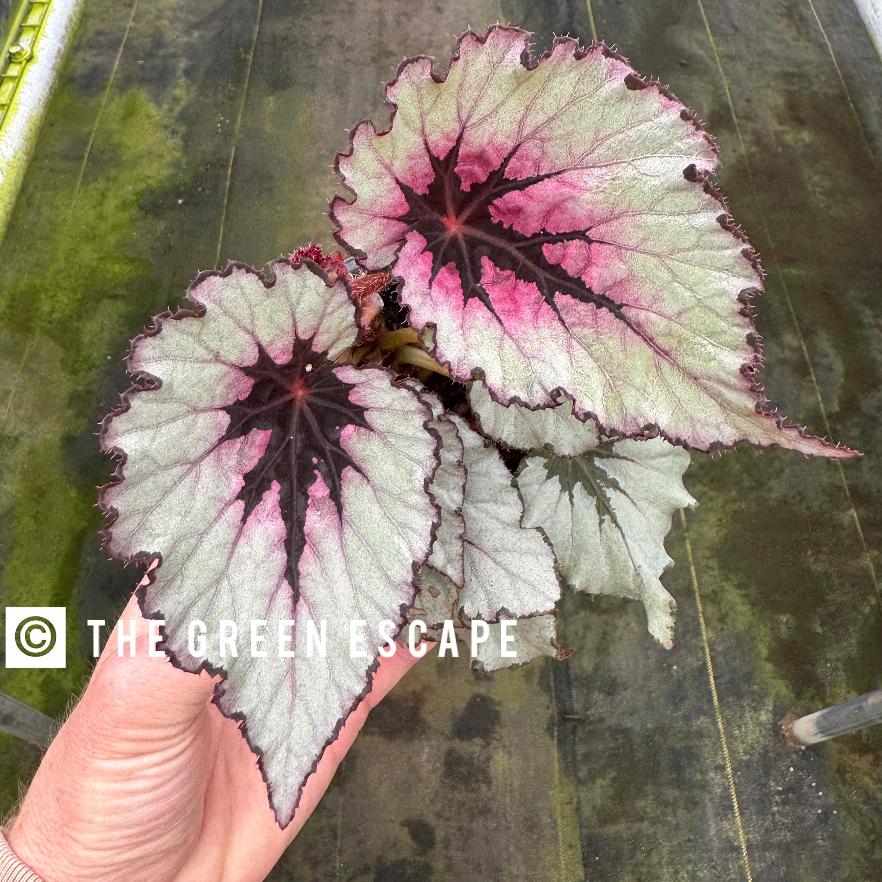 Begonia Lunar Eclipse “seychelles” Starter Plant (ALL STARTER
