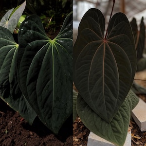 Seed Grown Anthurium Red Vein Dark Phoenix X Xone Starter Plant