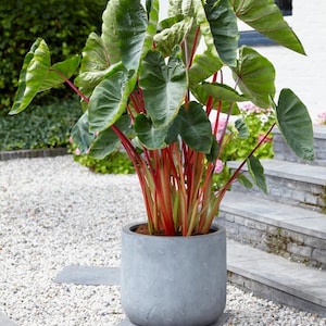 May include: A large green plant with red stems in a gray pot. The plant is in a gravel garden setting.