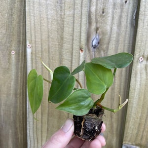 Philodendron hederaceum heart leaf Starter Plant ALL STARTER PLANTS require you to purchase 2 plants image 6