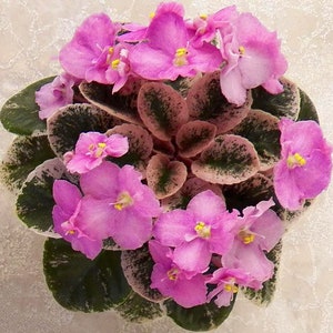May include: A close-up of an African violet plant with vibrant pink flowers and green and white variegated leaves. The flowers have yellow centers, and the plant is in full bloom, showcasing its beauty.