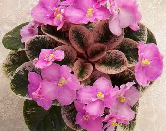 Cajuns lil joy African violet starter plant (ALL Starter PLANTS require you to purchase 2 plants!)