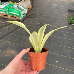 Sansevieria ghost 4pot ALL PLANTS require you to purchase 2 plants image 7
