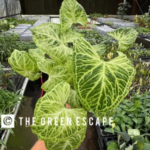 Syngonium batik Starter Plant (ALL STARTER PLANTS require you to purchase 2 plants!)