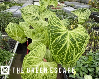 Syngonium batik Starter Plant (ALL STARTER PLANTS require you to purchase 2 plants!)