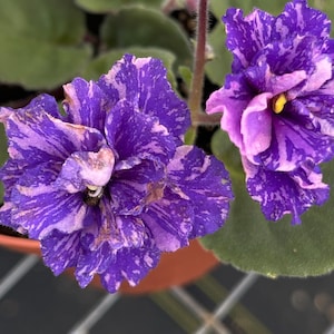 Cajuns beautiful oblivion African violet starter plant (ALL Starter PLANTS require you to purchase 2 plants!)