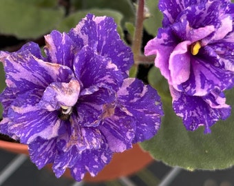 Cajuns beautiful oblivion African violet starter plant (ALL Starter PLANTS require you to purchase 2 plants!)