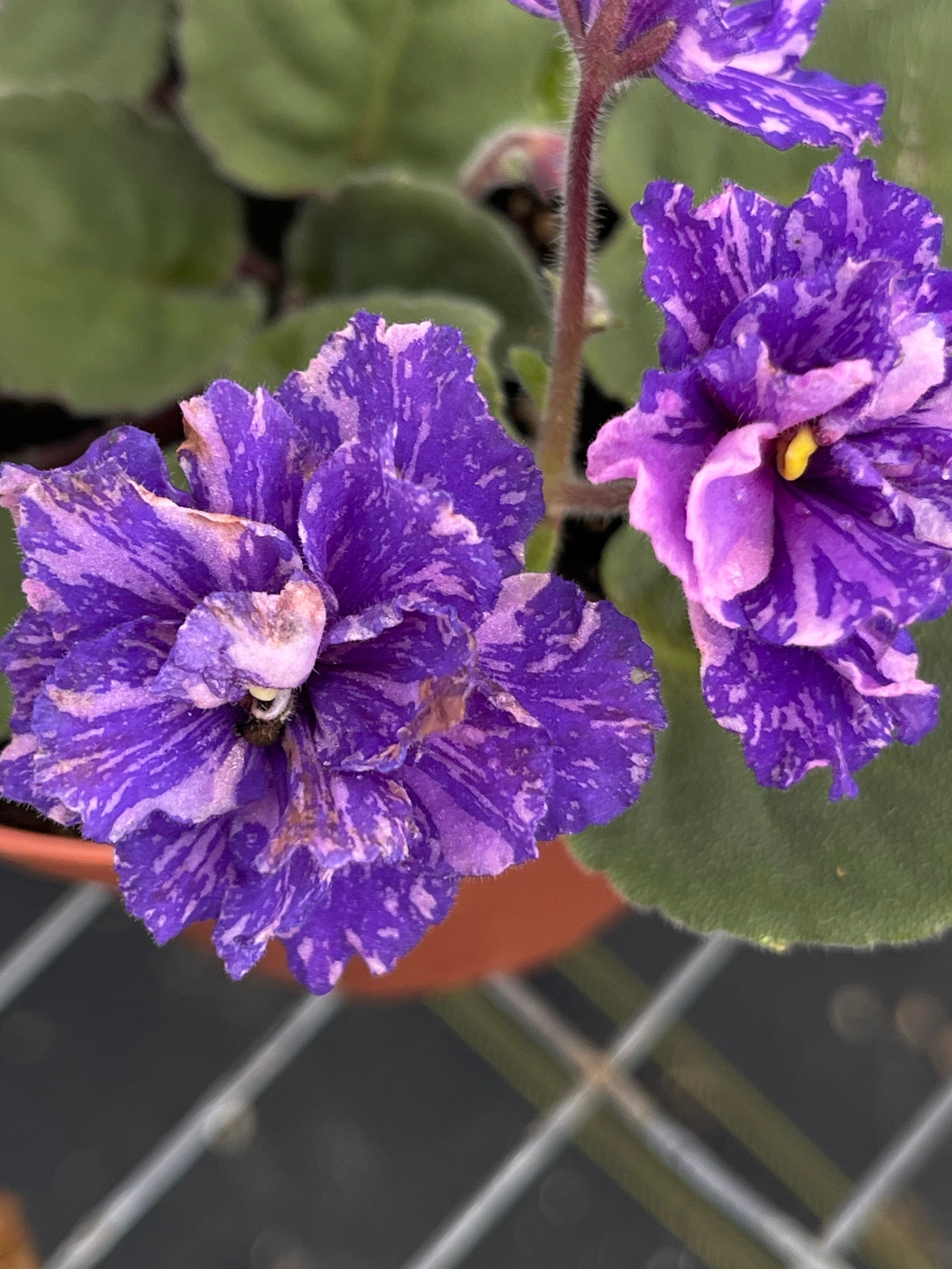 10 Variegated African Violet Seeds, Indoor House Plant, Saintpaulia  Ionantha, Purple, Pink and White SI0310 