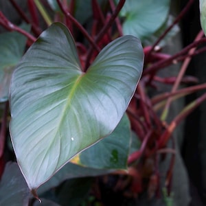Philodendron erubescens red emerald Starter Plant (ALL STARTER PLANTS require you to purchase 2 plants!)