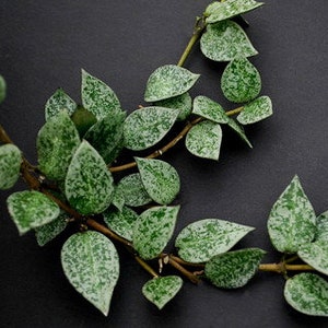 Hoya Krohniana Splash Starter Plant (ALL STARTER PLANTS require you to purchase 2 plants!)