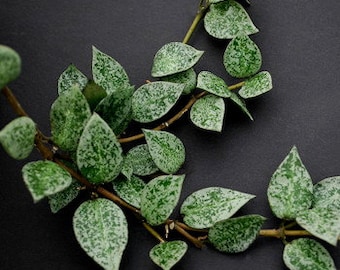 Hoya Krohniana Splash Starter Plant (ALL STARTER PLANTS require you to purchase 2 plants!)