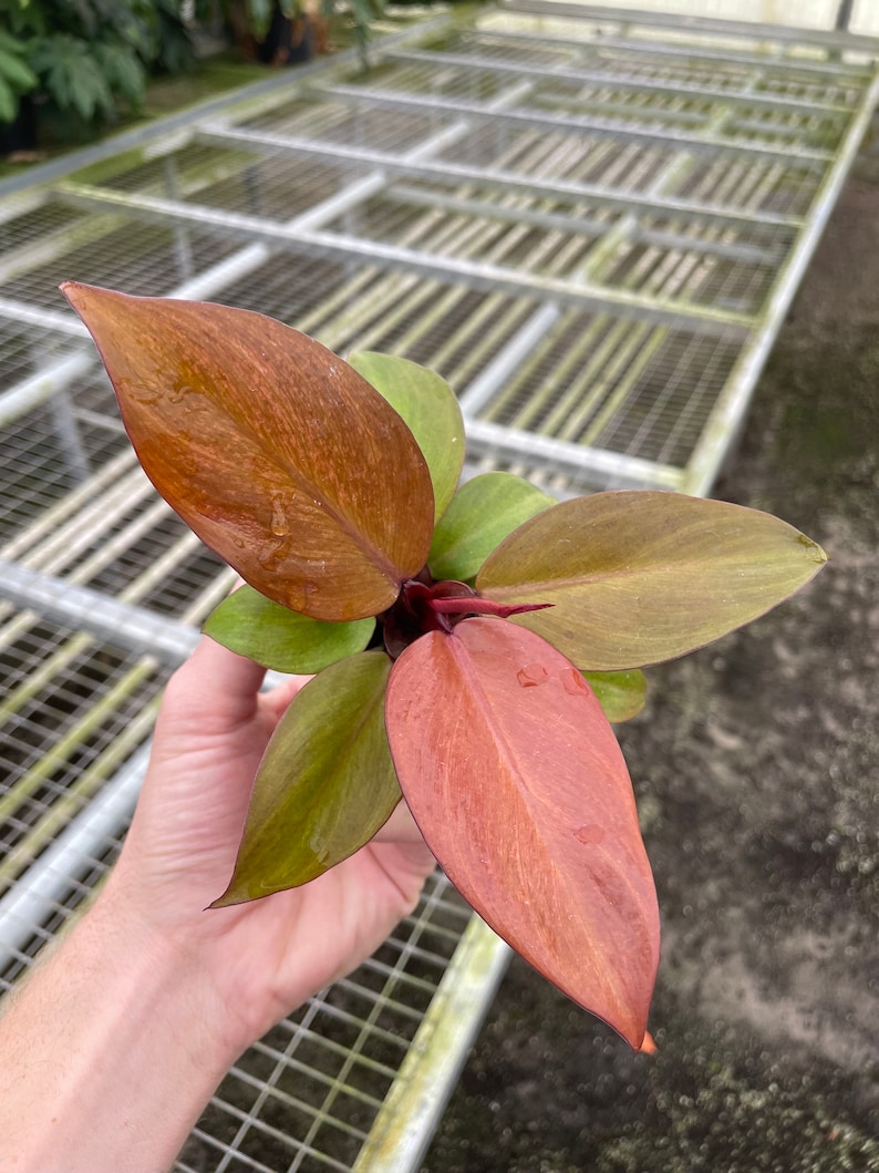 Philodendron McColley's Finale - Thumbnail 4