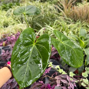 Exact Plant Anthurium Ace of Spades x Panama Specific 4” Pot 19324MAE | G/H 4” Pot (All PLANTS require you to purchase 2 plants!)