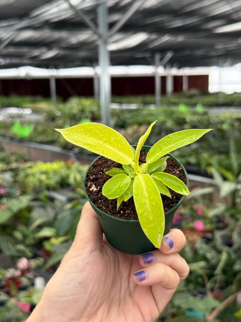 TheGreenEscape Philodendron Imperial