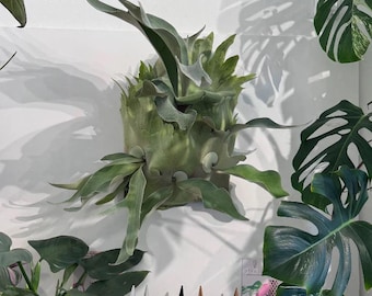 horitoys　'Jade Girl' sporeling Sporelings – Haruhana