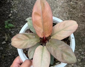 philodendron black cardinal ghost mint Starter Plant (ALL STARTER PLANTS require you to purchase 2 plants!)