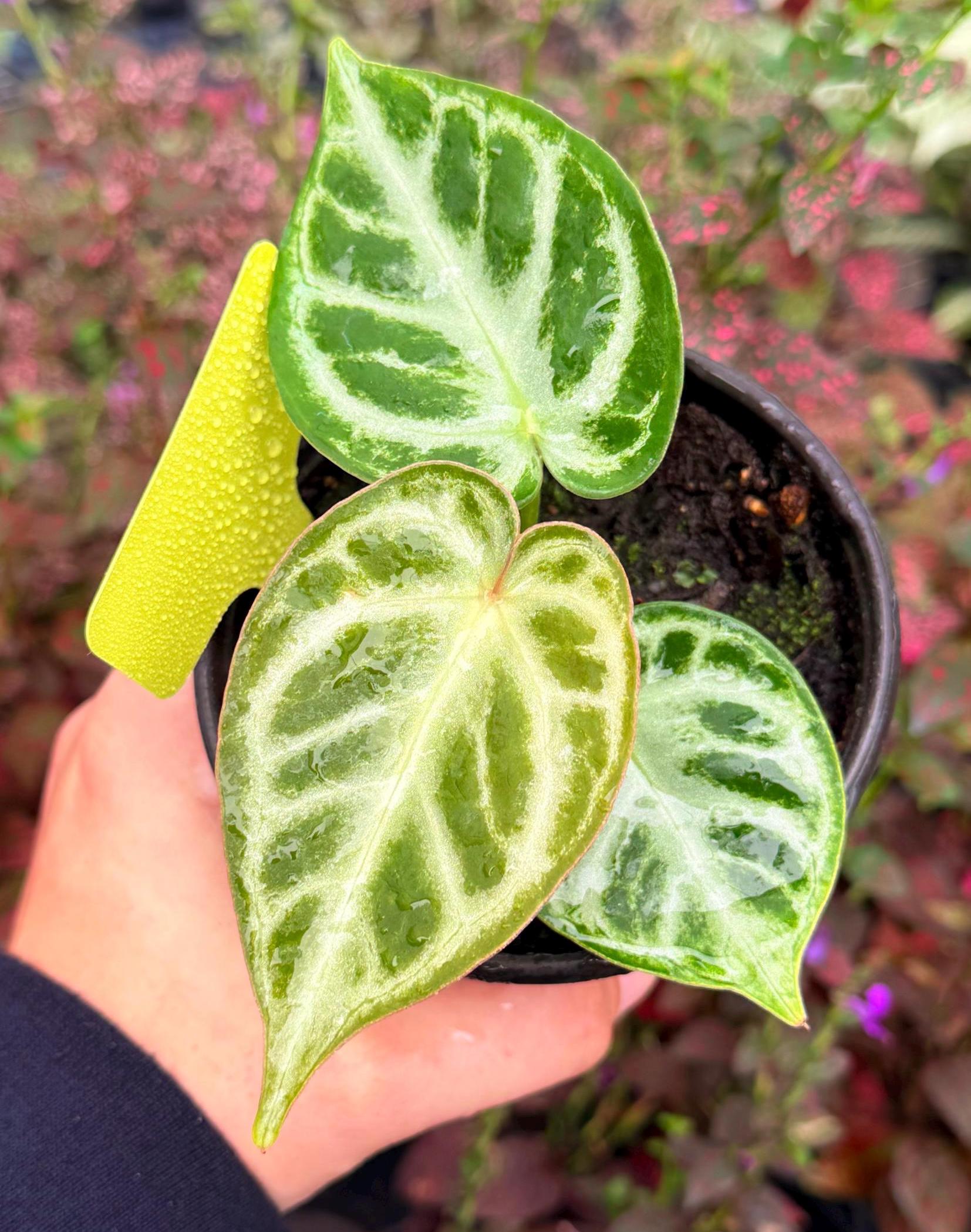 Exact Plant Anthurium Silver Chrome X Dorayaki Specific 4” Pot