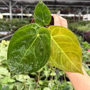 May include: A potted Anthurium plant featuring three distinct heart-shaped leaves. The two larger leaves display a glossy texture, with one showing a deep emerald green color and the other a lighter, yellowish-green hue, while a smaller leaf sits above.