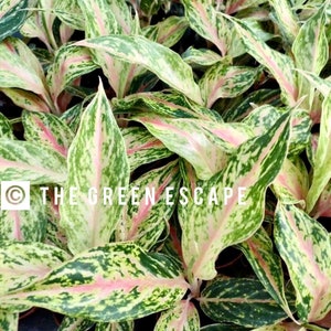 Aglaonema Red dragon Starter Plant (ALL STARTER PLANTS require you to purchase 2 plants!)