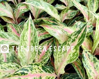 Aglaonema Red dragon Starter Plant (ALL STARTER PLANTS require you to purchase 2 plants!)