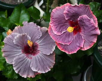 Blueberry thrill hibiscus Starter Plant (ALL STARTER PLANTS require you to purchase 2 plants!)