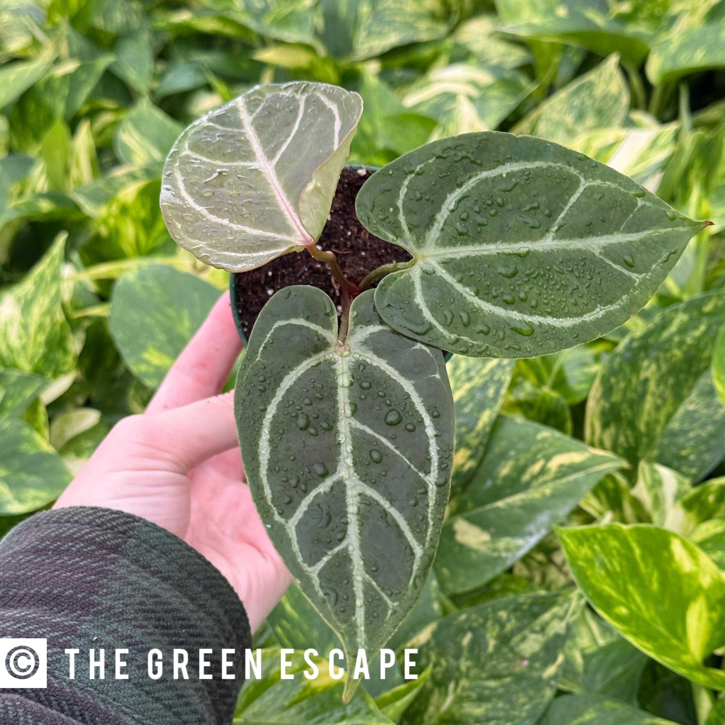 A*P様 Anthurium crystallinum✖️silver tige Anthurium crystallinum 'Silver' - buy at Foliage Factory