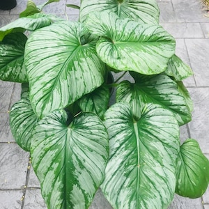 philodendron pastazanum silver cloud Starter Plant (ALL STARTER PLANTS require you to purchase 2 plants!)
