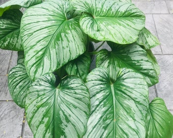Variegated Philodendron Subhastatum Starter Plant (ALL STARTER PLANTS  Require You to Purchase 2 Plants!) - Etsy