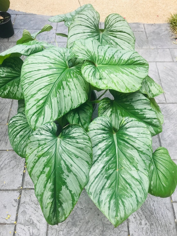 Philodendron Pastazanum Silver Cloud Starter Plant (ALL STARTER PLANTS  Require You to Purchase 2 Plants!) - Etsy Denmark