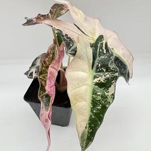 May include: A potted Alocasia plant with large, variegated leaves. The leaves display a mix of colors, including light pink, green, and white. The plant is in a square black pot, set against a white background.