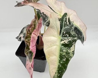 Alocasia Pink Snow Polly Tissue Culture (ALL PLANTS require you to purchase 2 plants!)