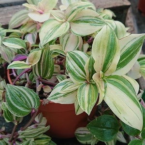 Wandering jew green and yellow (tradescantia) Starter Plant (ALL STARTER PLANTS require you to purchase 2 plants!)