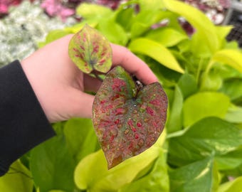 Caladium Thai Red Starter Plant (ALL STARTER PLANTS require you to purchase 2 plants!)