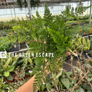 May include: A close-up of a green fern plant with delicate fronds. The plant is being held by a hand, and the background is blurred.