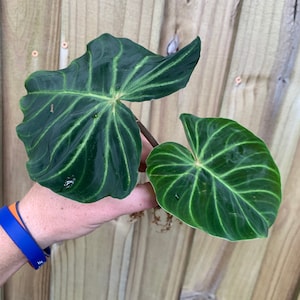 philodendron silvery ann Buy Silvery Ann Pothos Online - Scindapsus Pictus 'Silvery Ann' main image 1