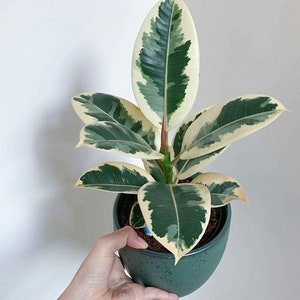 Plante de démarrage Ficus Tineke (TOUTES LES PLANTES DE DÉMARRAGE nécessitent l'achat de 2 plantes !)