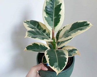 Ficus Tineke Starter Plant (ALL STARTER PLANTS require you to purchase 2 plants!)