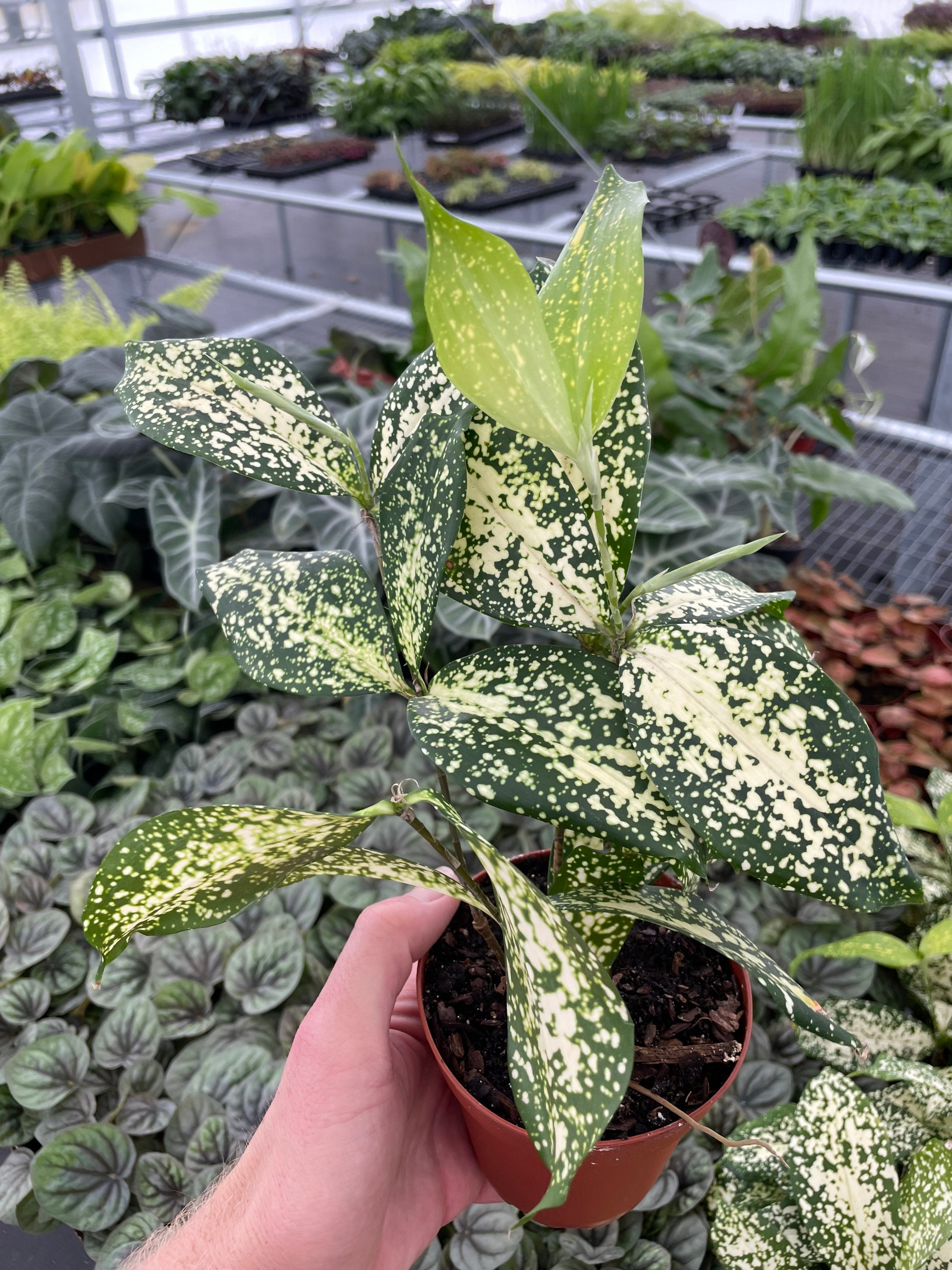 Dracaena Florida Beauty 4 Pot (ALL PLANTS Require You to Purchase 2  Plants!) - Etsy