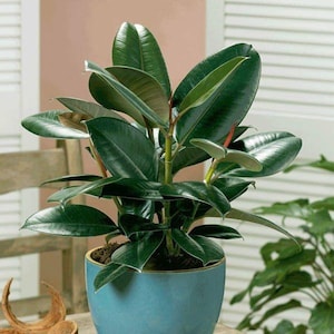 May include: A potted rubber plant with large, dark green leaves. The plant is in a blue ceramic pot.